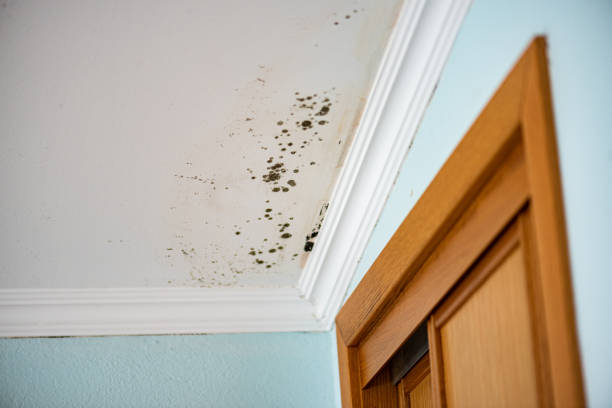 Best HVAC Mold Remediation in Kilmarnock, VA