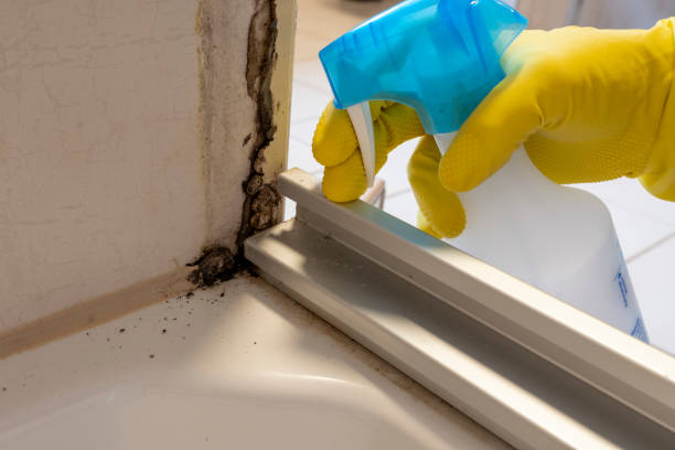 Best DIY Mold Remediation Support Services in Kilmarnock, VA