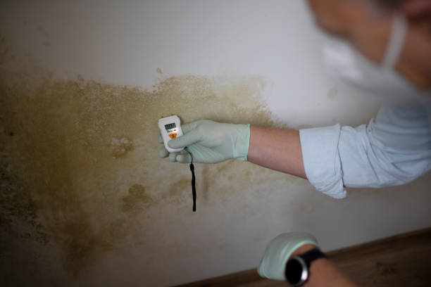 Best Attic Mold Remediation in Kilmarnock, VA