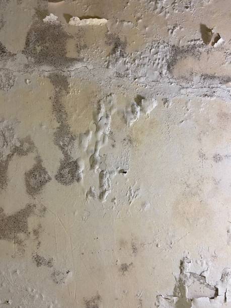 Best Commercial Mold Remediation in Kilmarnock, VA