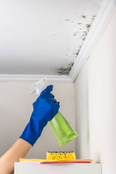 Best Residential Mold Remediation in Kilmarnock, VA